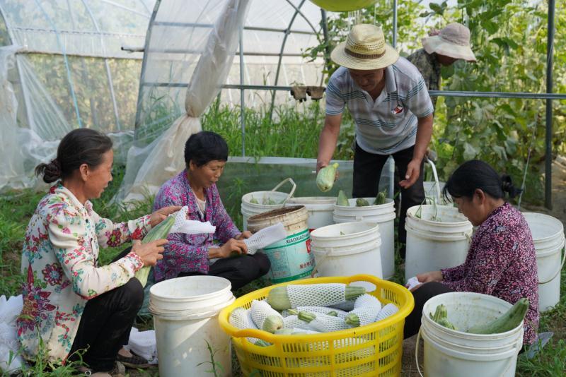 羊角蜜价格最新行情,羊角蜜价格最新行情
