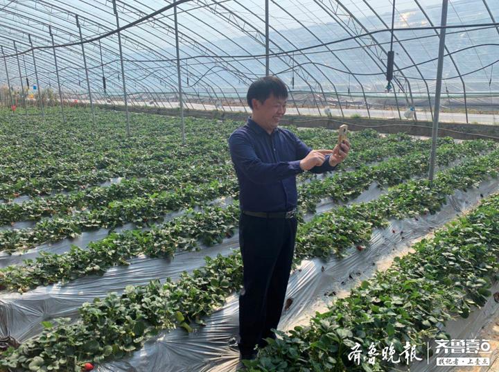 胶州土豆最新价格揭秘，小巷深处的土豆秘境探索