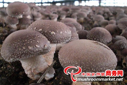 瀚齐食用菌最新动态，获取最新资讯的步骤指南