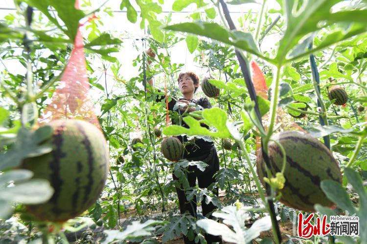 保定西瓜最新价格行情分析与趋势预测