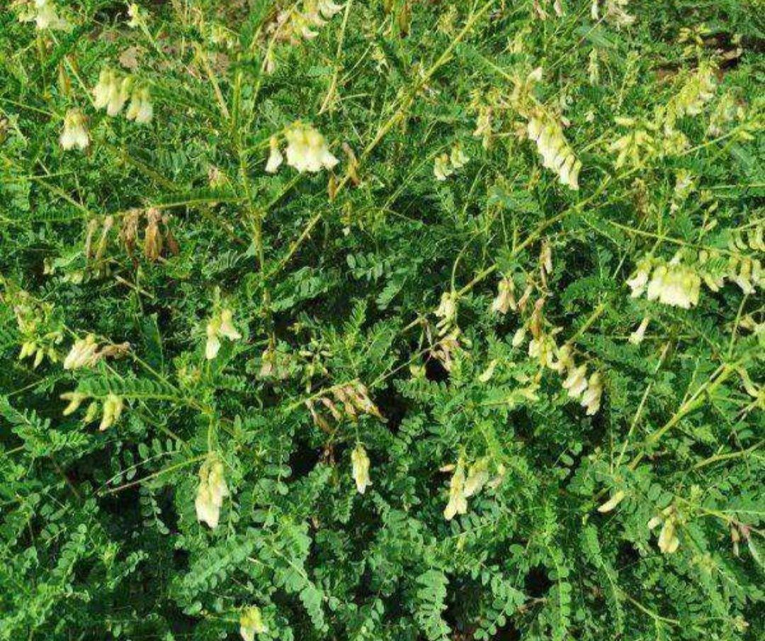 甘肃黄芪最新价格行情分析与趋势预测