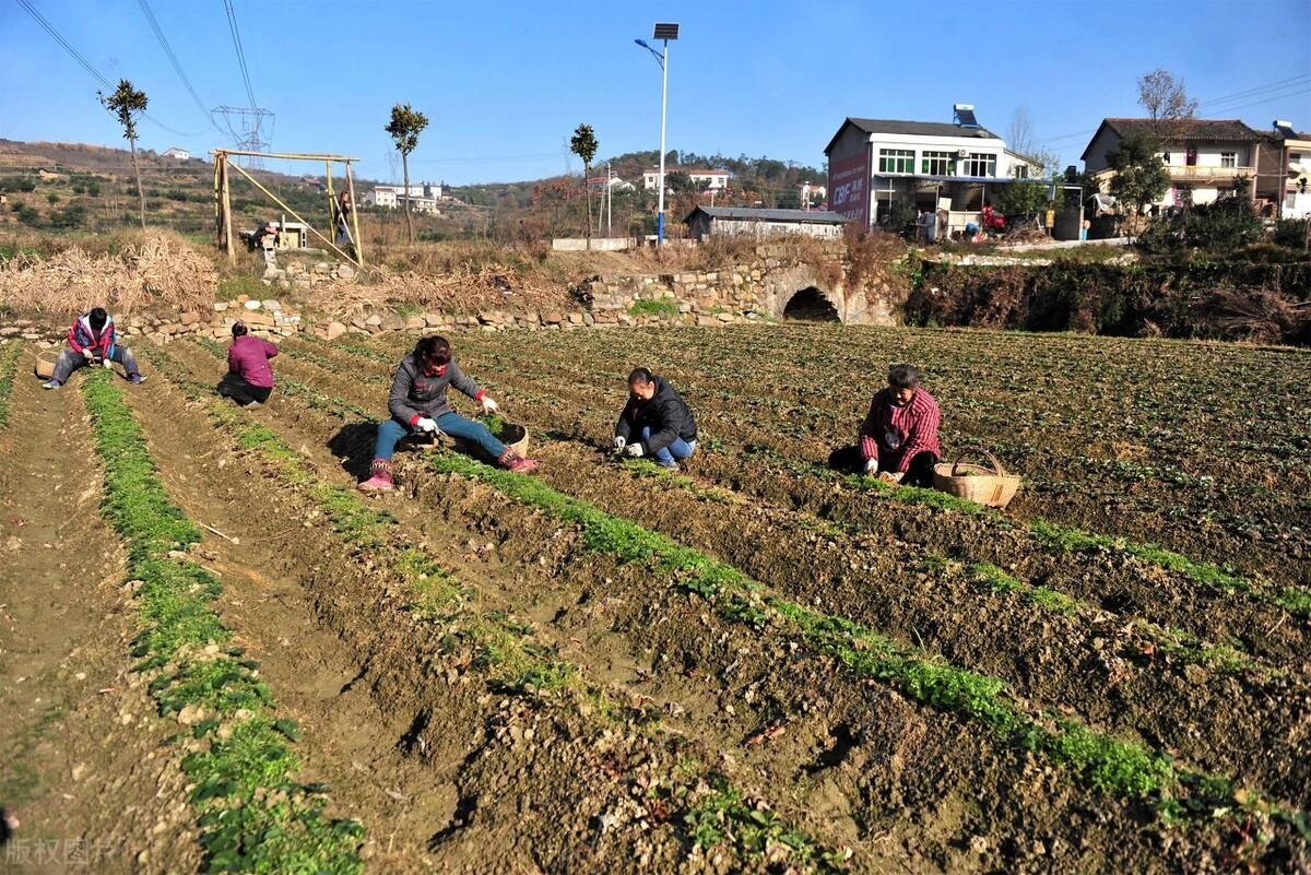 农村土地最新政策深度解读