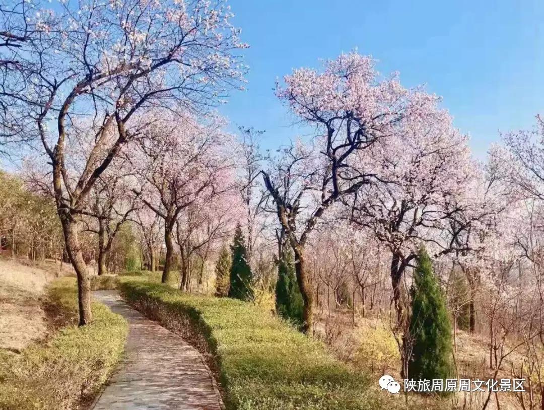 樱空桃八月之旅，与自然美景的邂逅，探寻内心平和之道