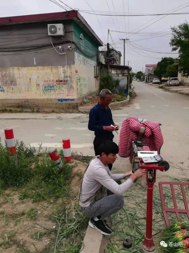 苍山蒜苔最新出库价格及市场走势与影响因素分析概览