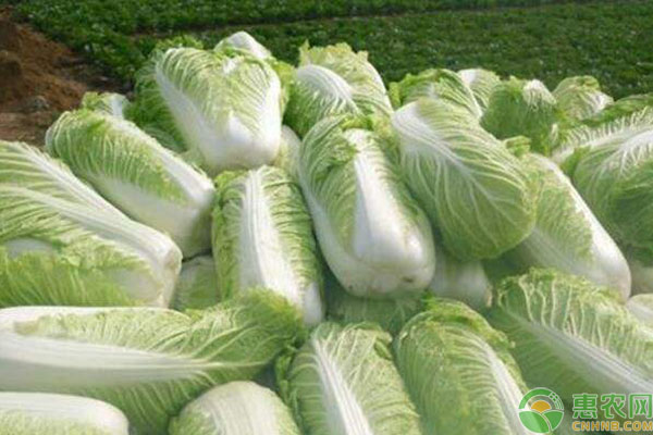 大白菜最新价格行情分析与趋势预测