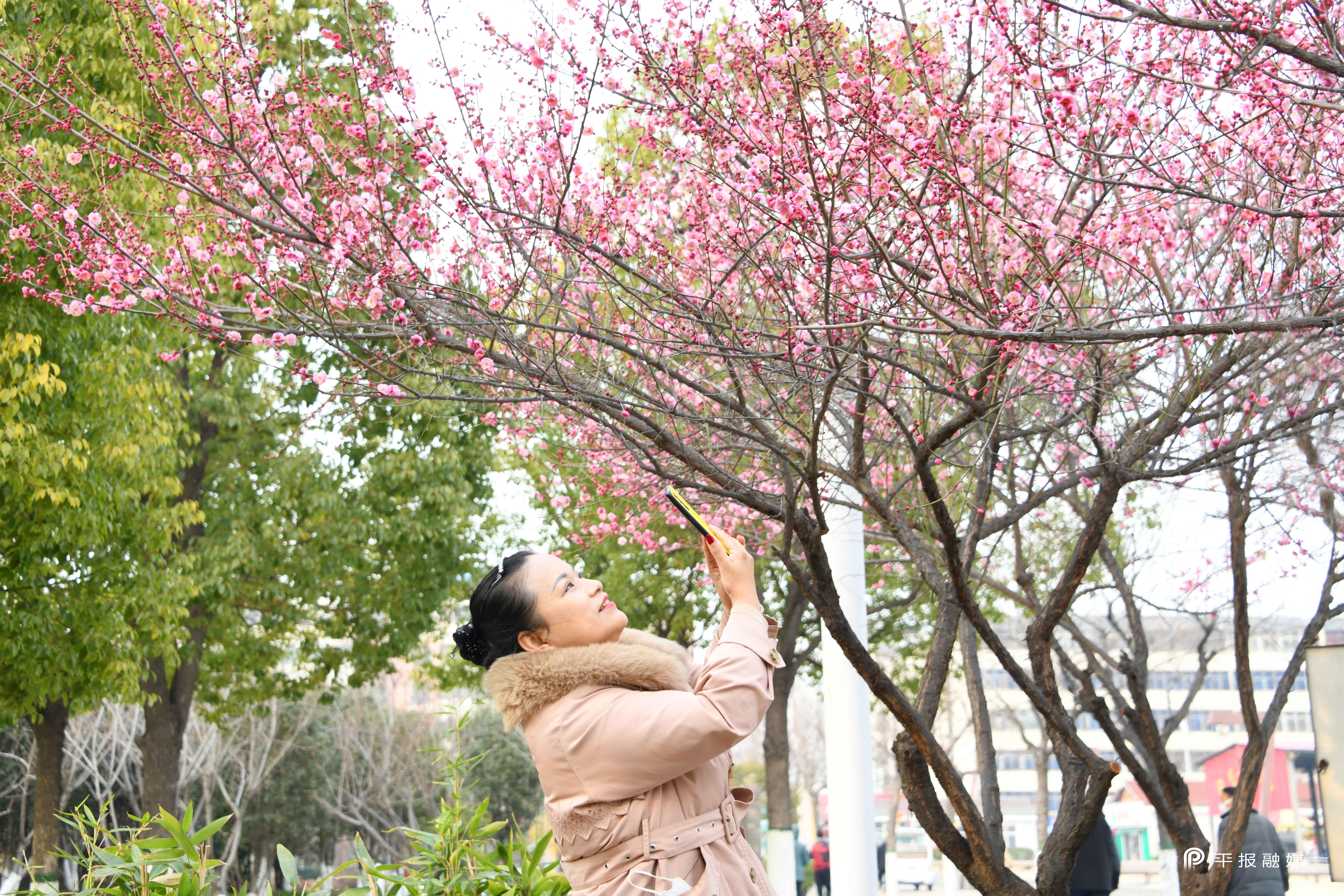 梅花集团股票，与自然美景的浪漫之旅