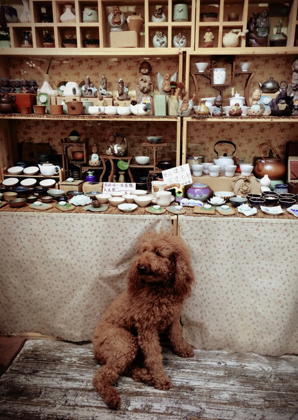 最新萌犬来袭！探索小巷深处的特色小店之旅