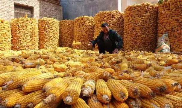 辽宁省玉米最新行情深度论述与解析