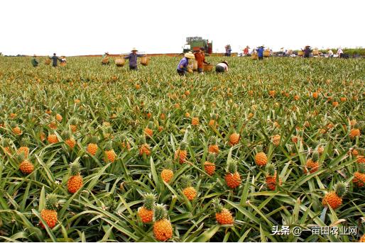 徐闻最新疫情实时更新