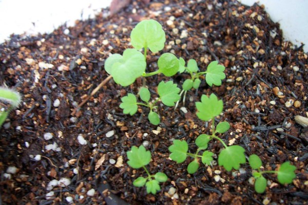 亚麻籽最新种植、收获与利用指南，从种植到利用的全面详解