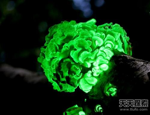 最新神马花花，探索神秘自然现象之旅