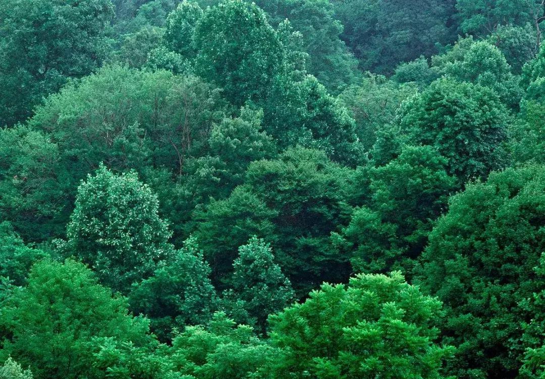 Forest最新版沉浸式体验，绿色守护力量的揭秘！