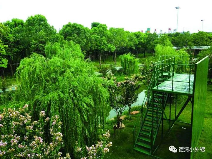 最新绿化树种，自然美景的探险之旅启程