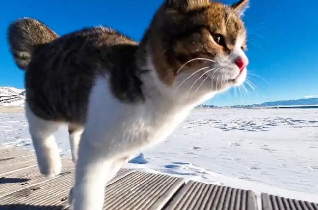 猫小猫最新小说，自信与成就感的奇妙旅程之猫步学海探索