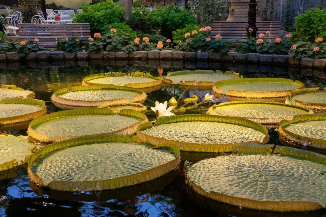 北花园最新动态，自然美景探索之旅，寻找内心平和与宁静