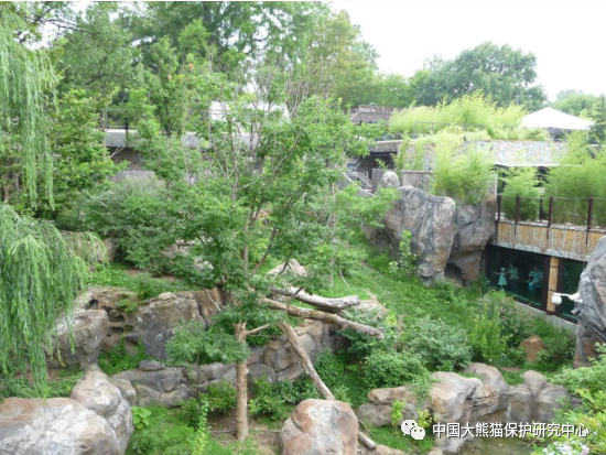 美香熊猫最新事件，关注美香的动态与保护之路进展
