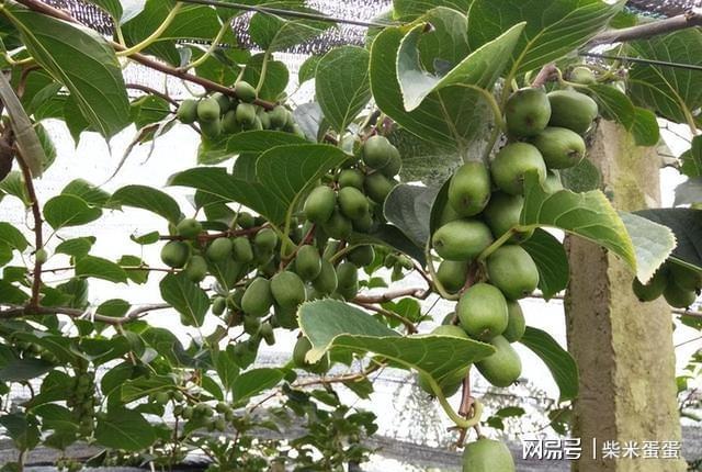 最新香菇品种，种植技术、特性及市场前景分析