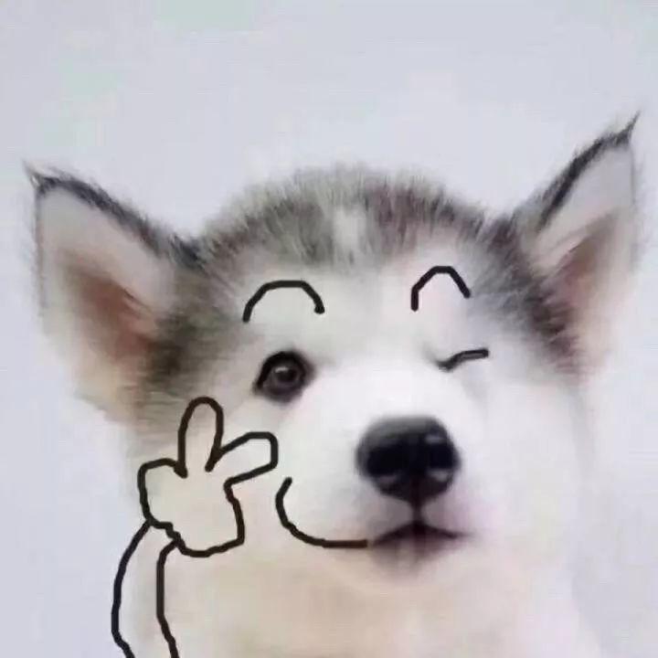 太太猫最新代理步骤指南