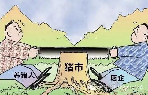 广西最新猪价背后的故事，变化中的自信与成就感之路