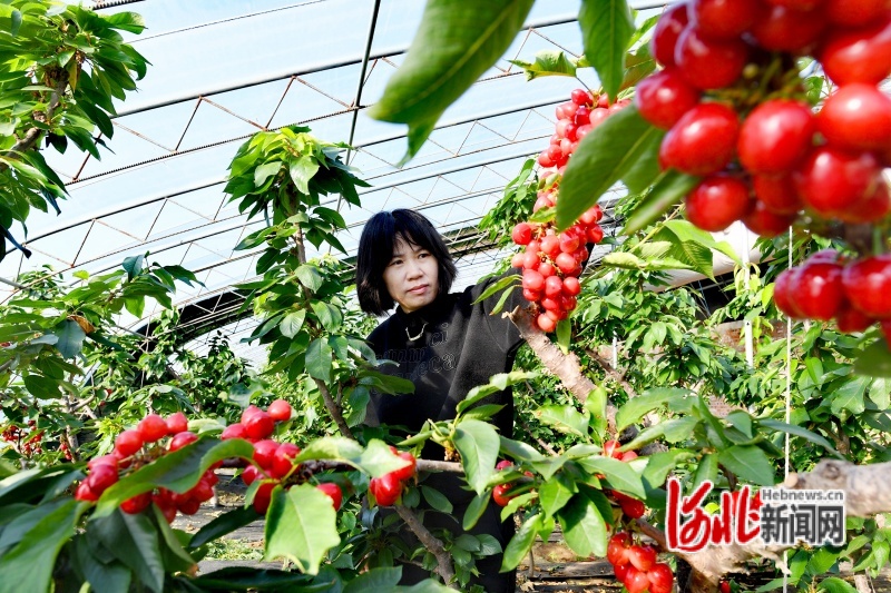 山东最新桃树品种的探讨与展望，展望桃树产业未来发展趋势