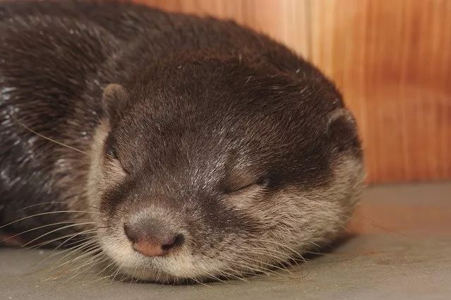 獭免最新价格深度解析与观点阐述，全方位了解獭免市场动态价格