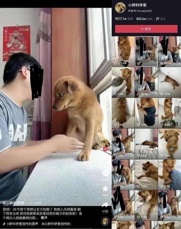 最新训狗视频，从犬只训练到自我成长的励志旅程