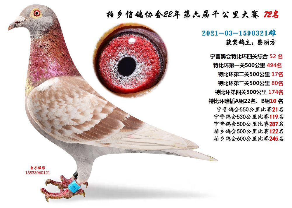 柏乡信鸽最新公告发布，最新动态与资讯汇总