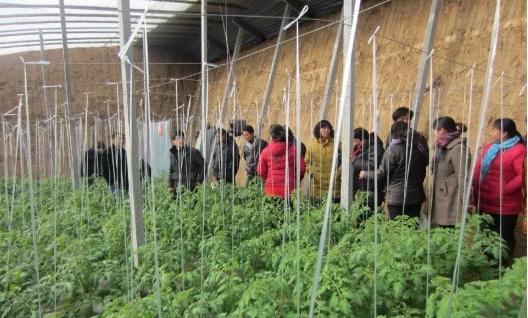 农村最新种植项目，引领农业新时代的绿色革命