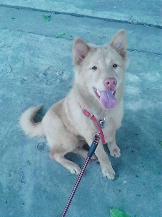 东莞最新土狗出售，优质宠物犬选择与购买指南