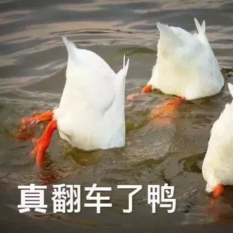 广东鸭价最新动态，科技引领养殖业革新，前沿鸭产业体验报告