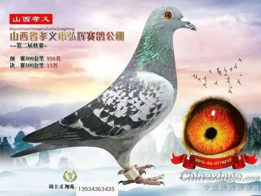 孝义弘辉公棚最新公告发布，关注最新动态与通知