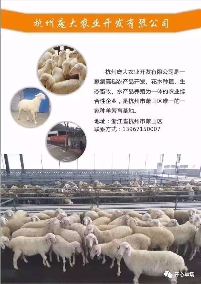最新羊价消息与寻找内心平静的羊趣之旅
