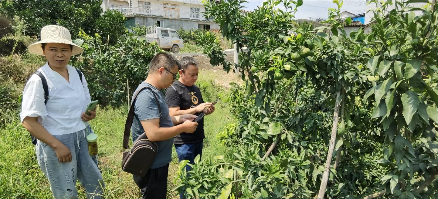 中国最新优质柑橘品种及选购、种植与护理全攻略
