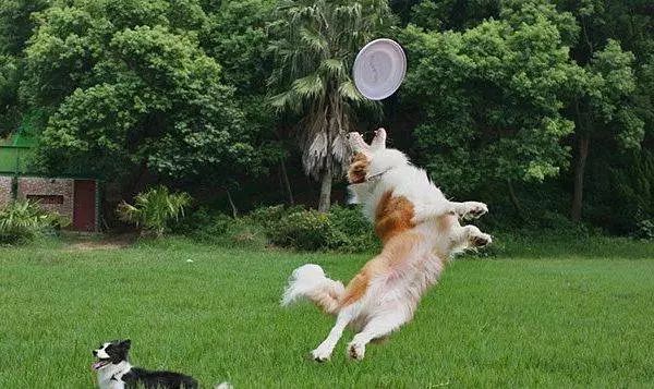 天一犬舍最新种公解析与观点阐述