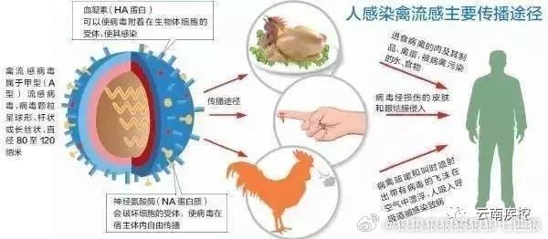 枣庄禽流感实时更新，最新消息汇总