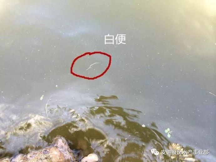 最新南美白对虾塘口价，市场走势与前景展望及价格分析