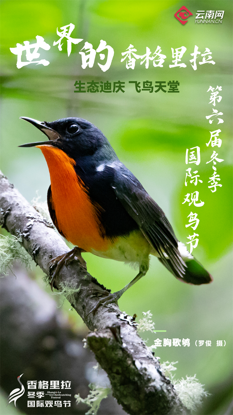 鸟炸天1050最新版,鸟炸天1050最新版，友情飞翔的温馨日常