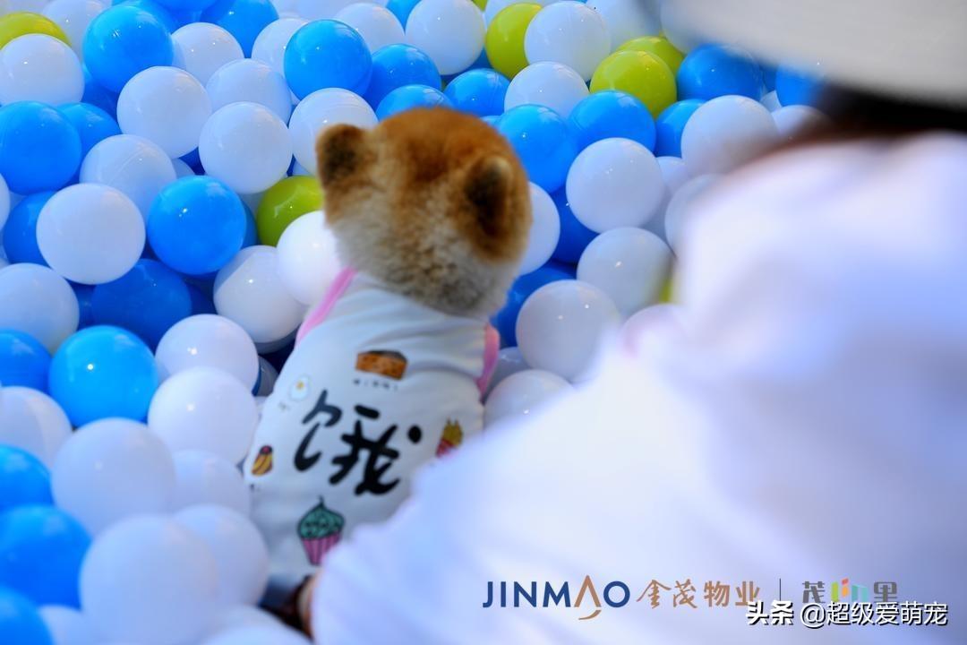 永定金茂府最新动态，时代印记与未来展望